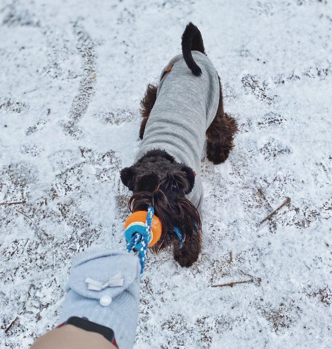 16 Amazing Facts About Miniature Schnauzers You Probably Never Knew 11