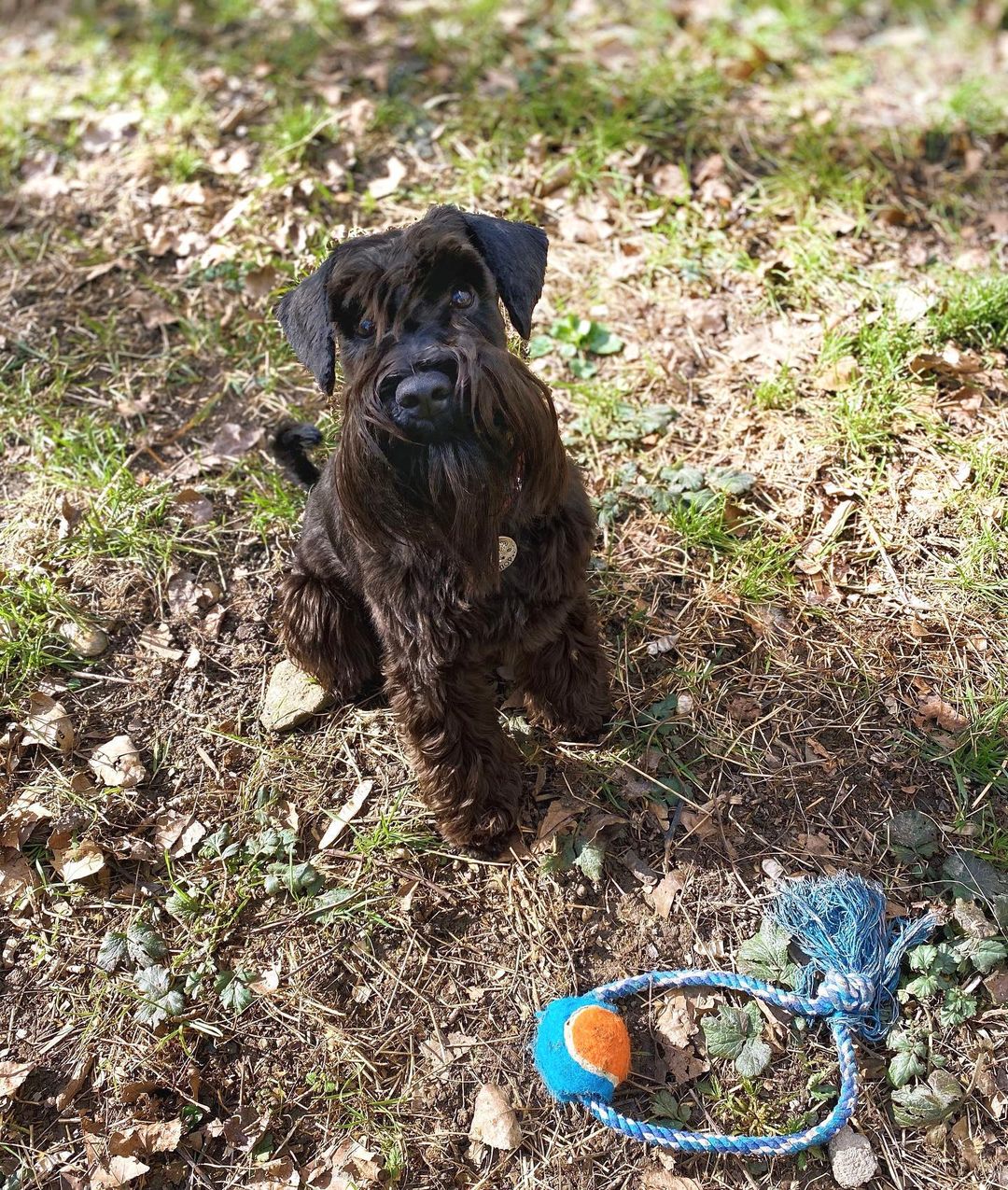 16 Amazing Facts About Miniature Schnauzers You Probably Never Knew 5 16 Amazing Facts About Miniature Schnauzers You Probably Never Knew 5