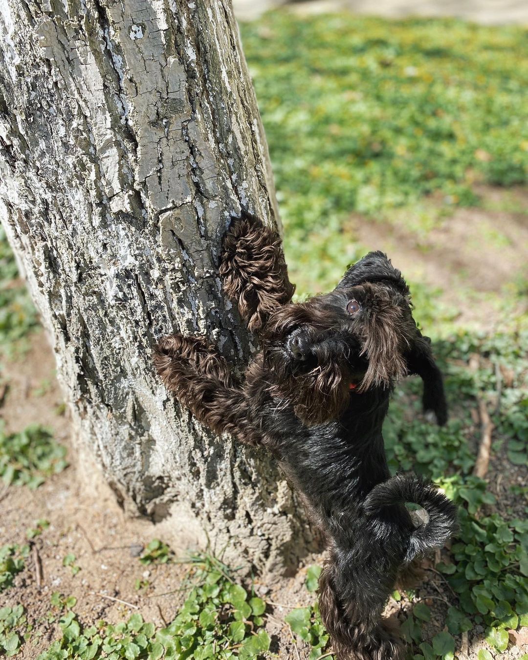 15 Cool Facts About Miniature Schnauzers 10