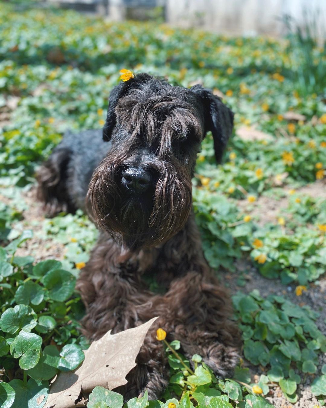 15 Cool Facts About Miniature Schnauzers 11