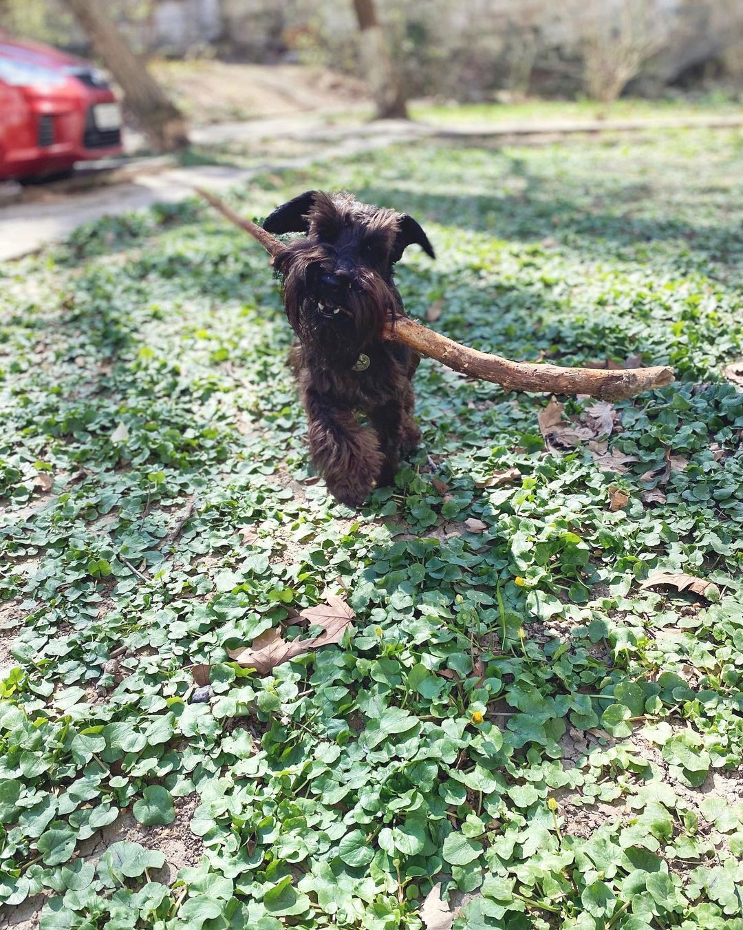 15 Cool Facts About Miniature Schnauzers 9