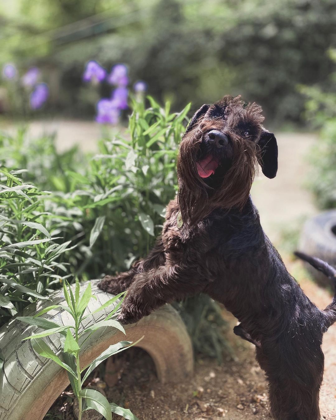 15 Cool Facts About Miniature Schnauzers 11