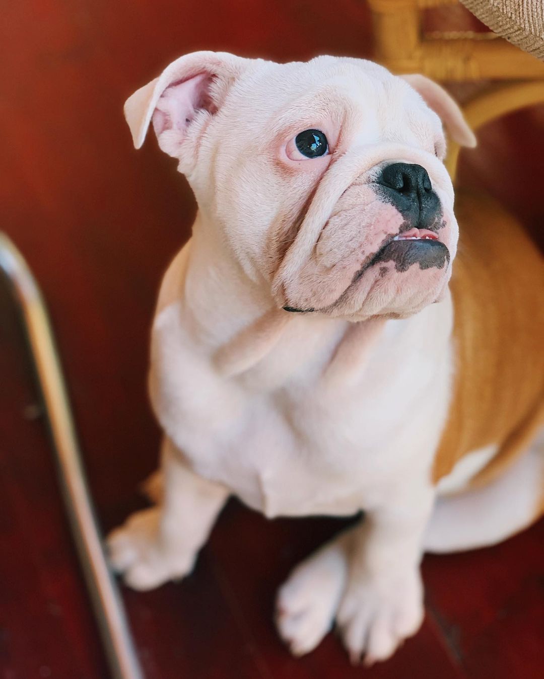 15 Amazing Facts About English Bulldogs You Probably Never Knew 9