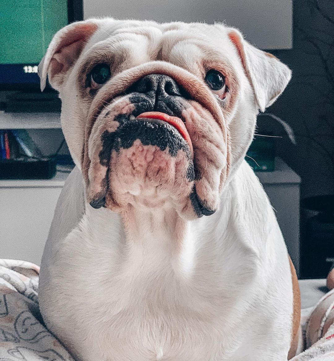 15 Amazing Facts About English Bulldogs You Probably Never Knew 10