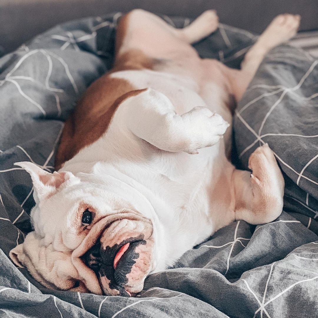 15 Amazing Facts About English Bulldogs You Probably Never Knew 11