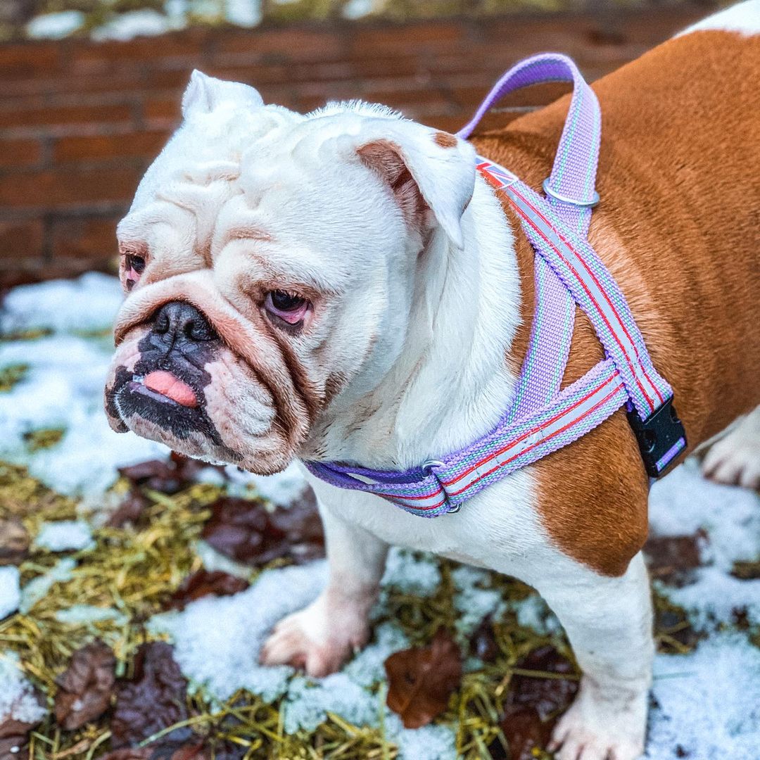 15 Amazing Facts About English Bulldogs You Probably Never Knew 9 15 Amazing Facts About English Bulldogs You Probably Never Knew 9