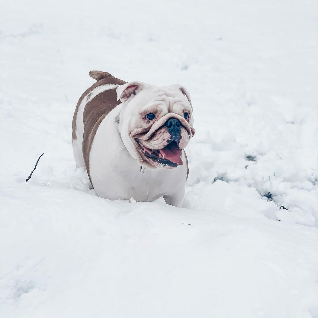 15 Amazing Facts About English Bulldogs You Probably Never Knew 10 15 Amazing Facts About English Bulldogs You Probably Never Knew 10