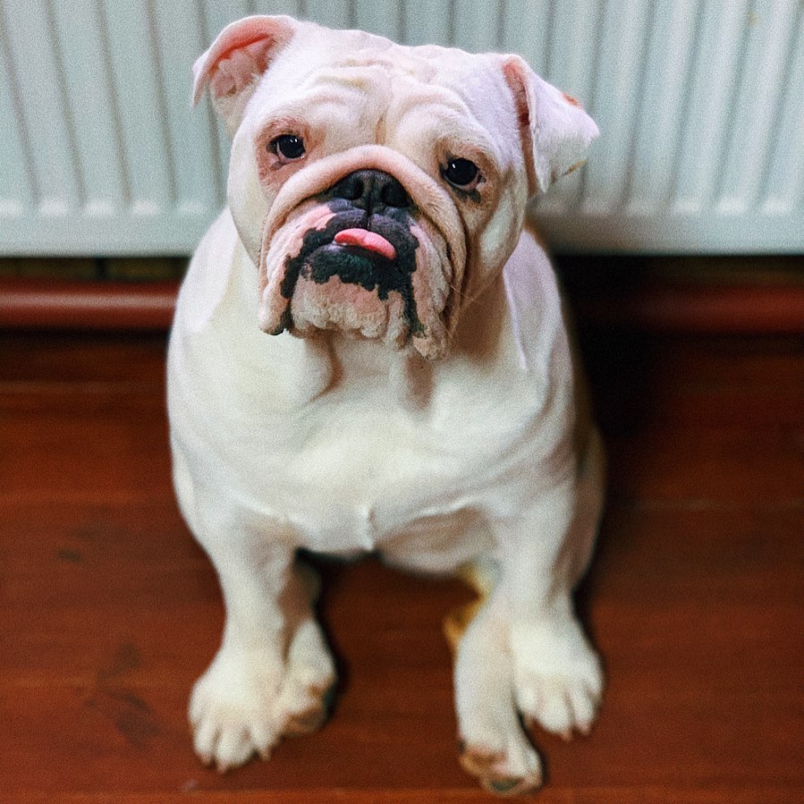 15 Amazing Facts About English Bulldogs You Probably Never Knew 11 15 Amazing Facts About English Bulldogs You Probably Never Knew 11