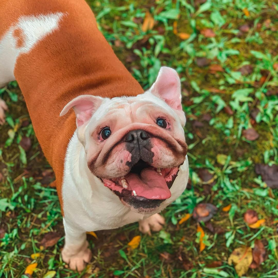 15 Cool Facts About English Bulldogs 9 15 Cool Facts About English Bulldogs 9