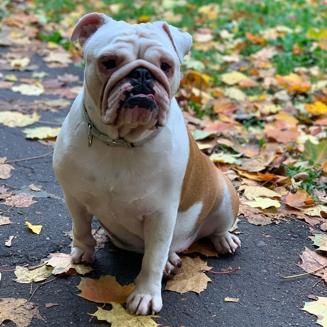 15 Cool Facts About English Bulldogs 10 15 Cool Facts About English Bulldogs 10