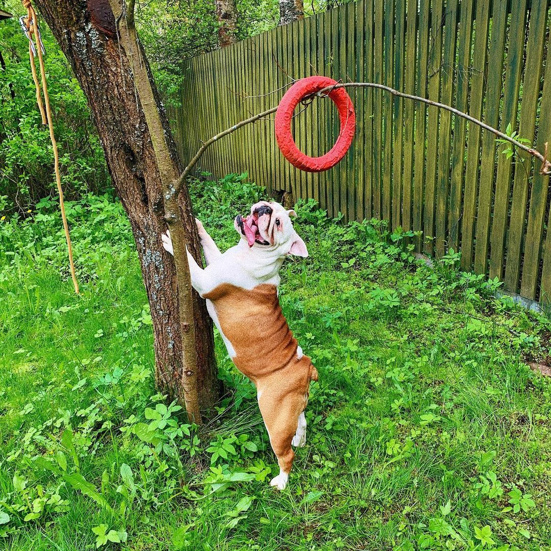 15 Cool Facts About English Bulldogs 10