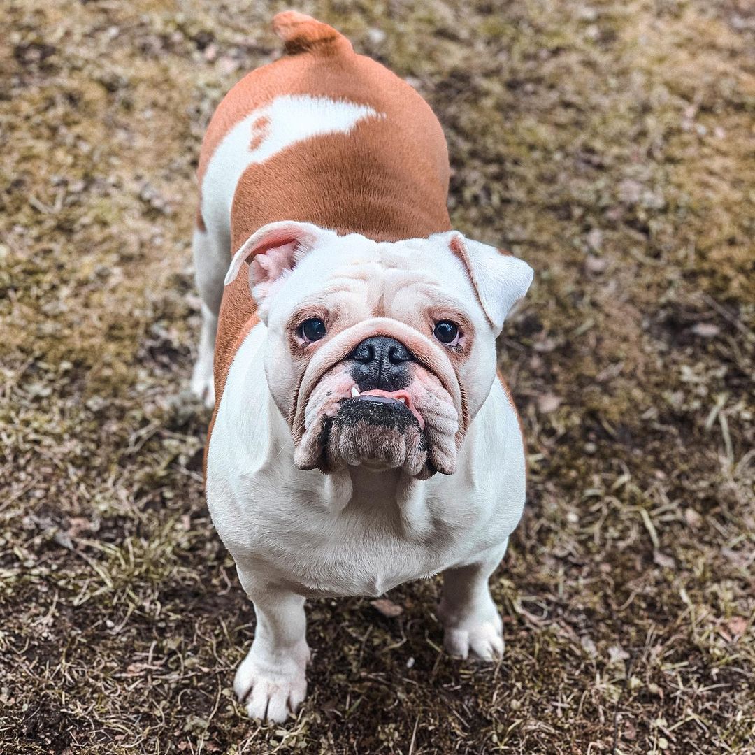 15 Cool Facts About English Bulldogs 9