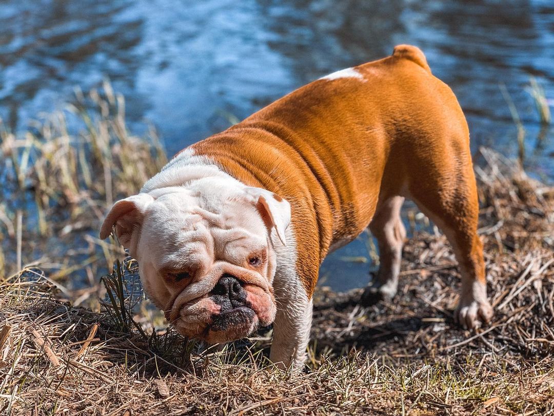 15 Cool Facts About English Bulldogs 10