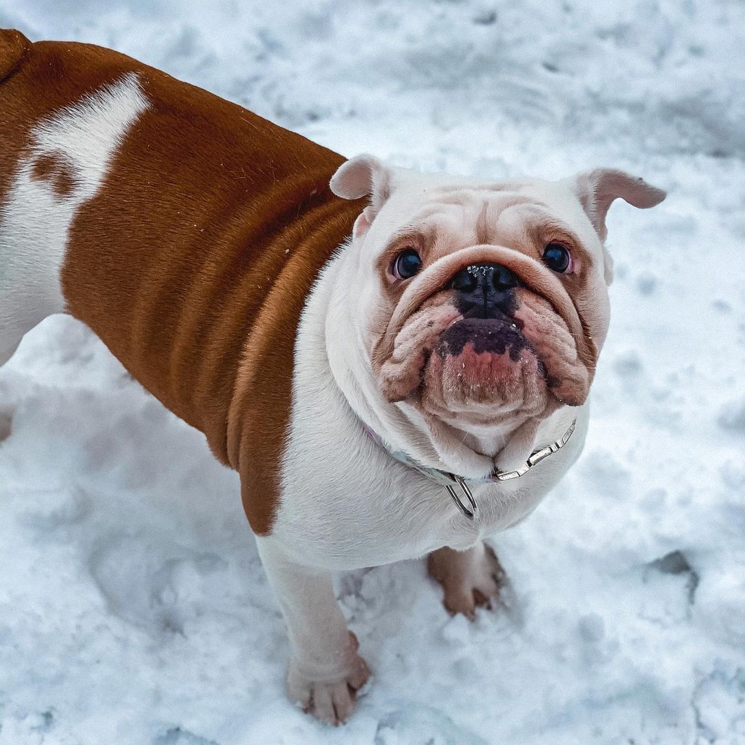 15 Cool Facts About English Bulldogs 11