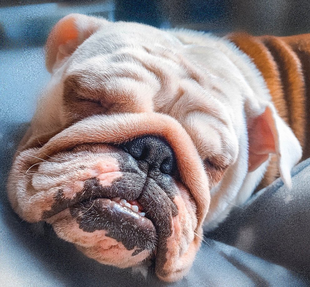 15 Cool Facts About English Bulldogs 9