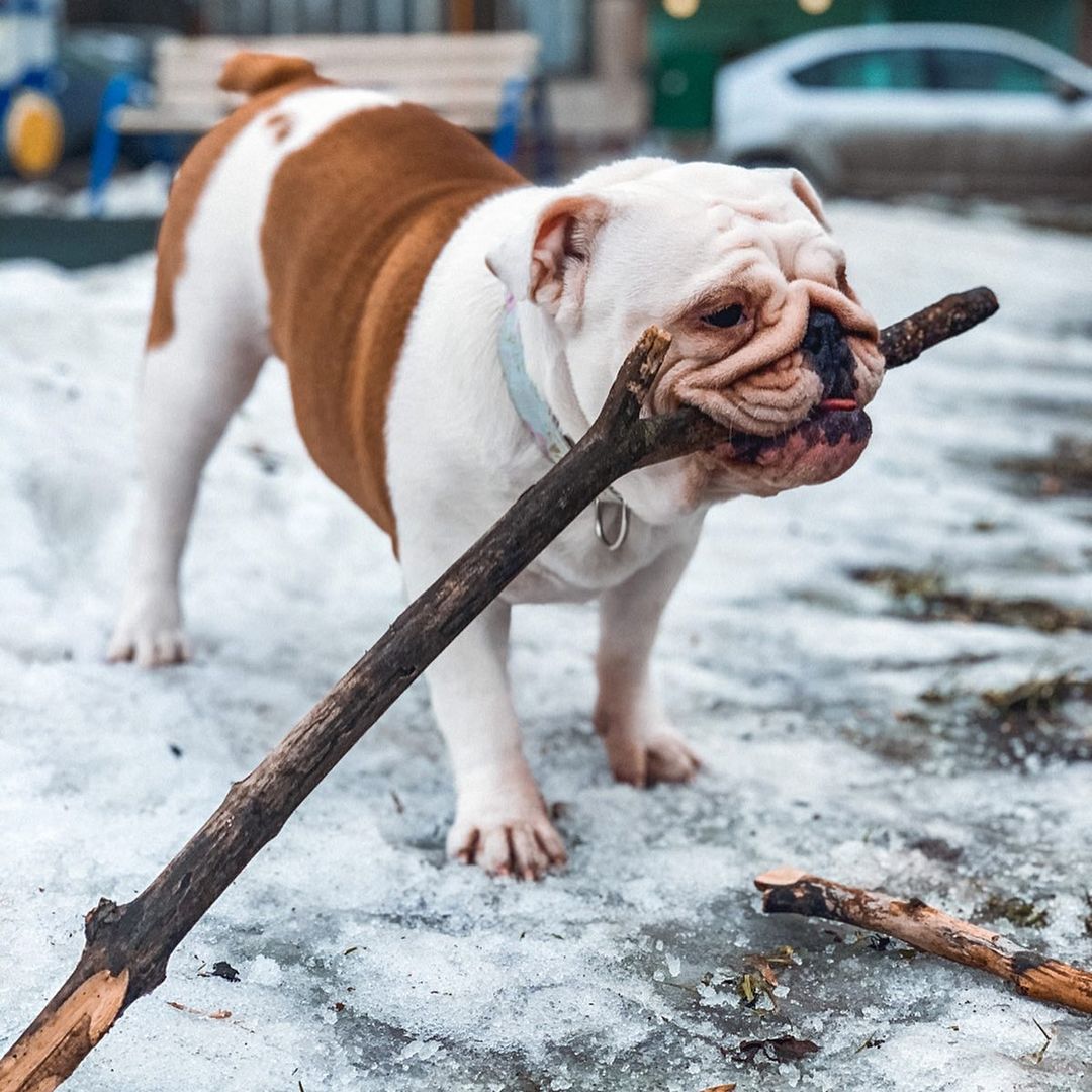 15 Cool Facts About English Bulldogs 10