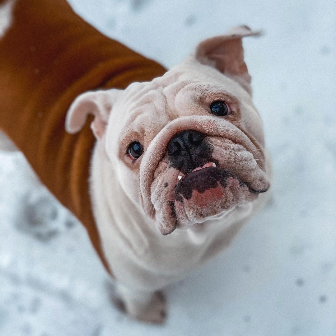 15 Cool Facts About English Bulldogs 11