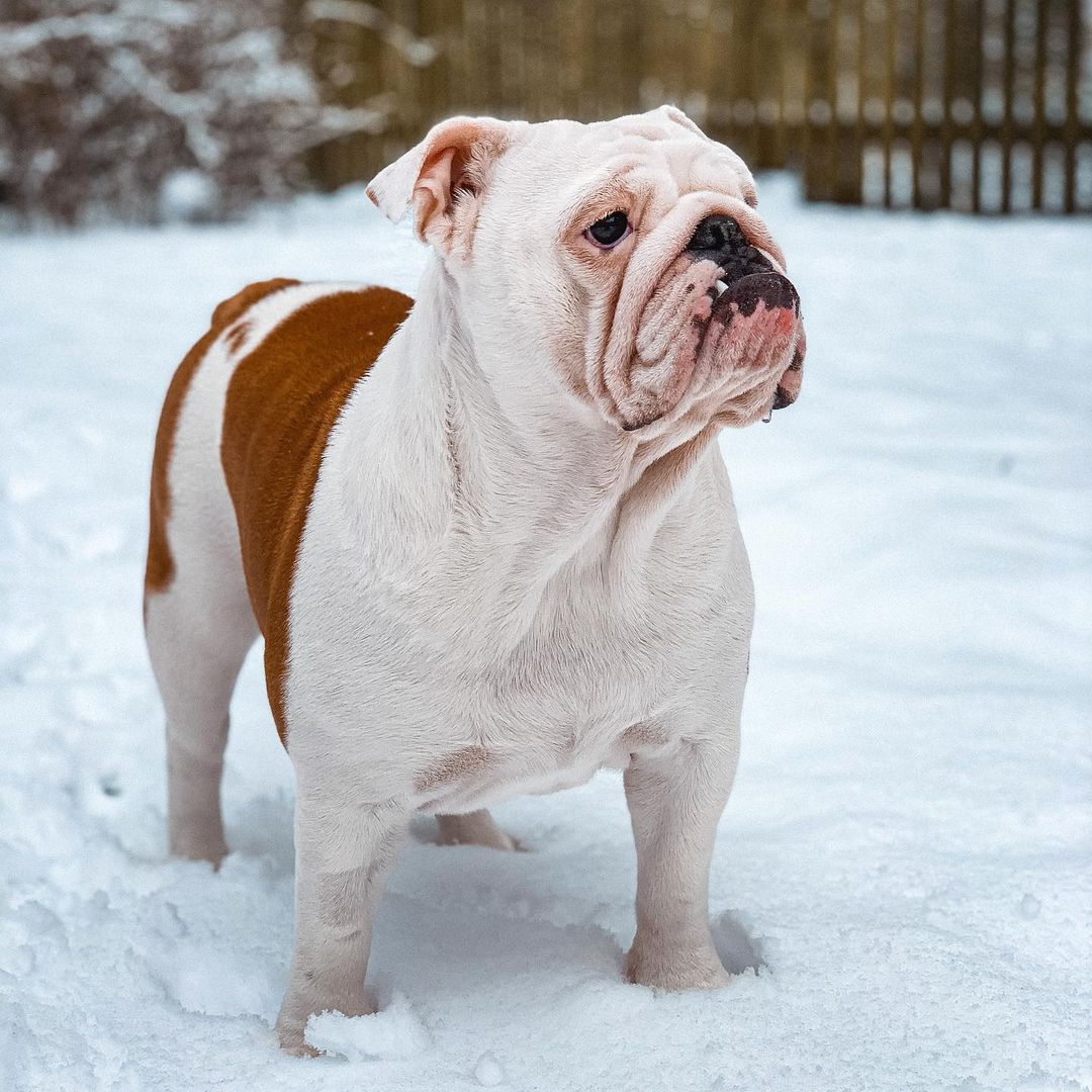 15 Cool Facts About English Bulldogs 9 15 Cool Facts About English Bulldogs 9