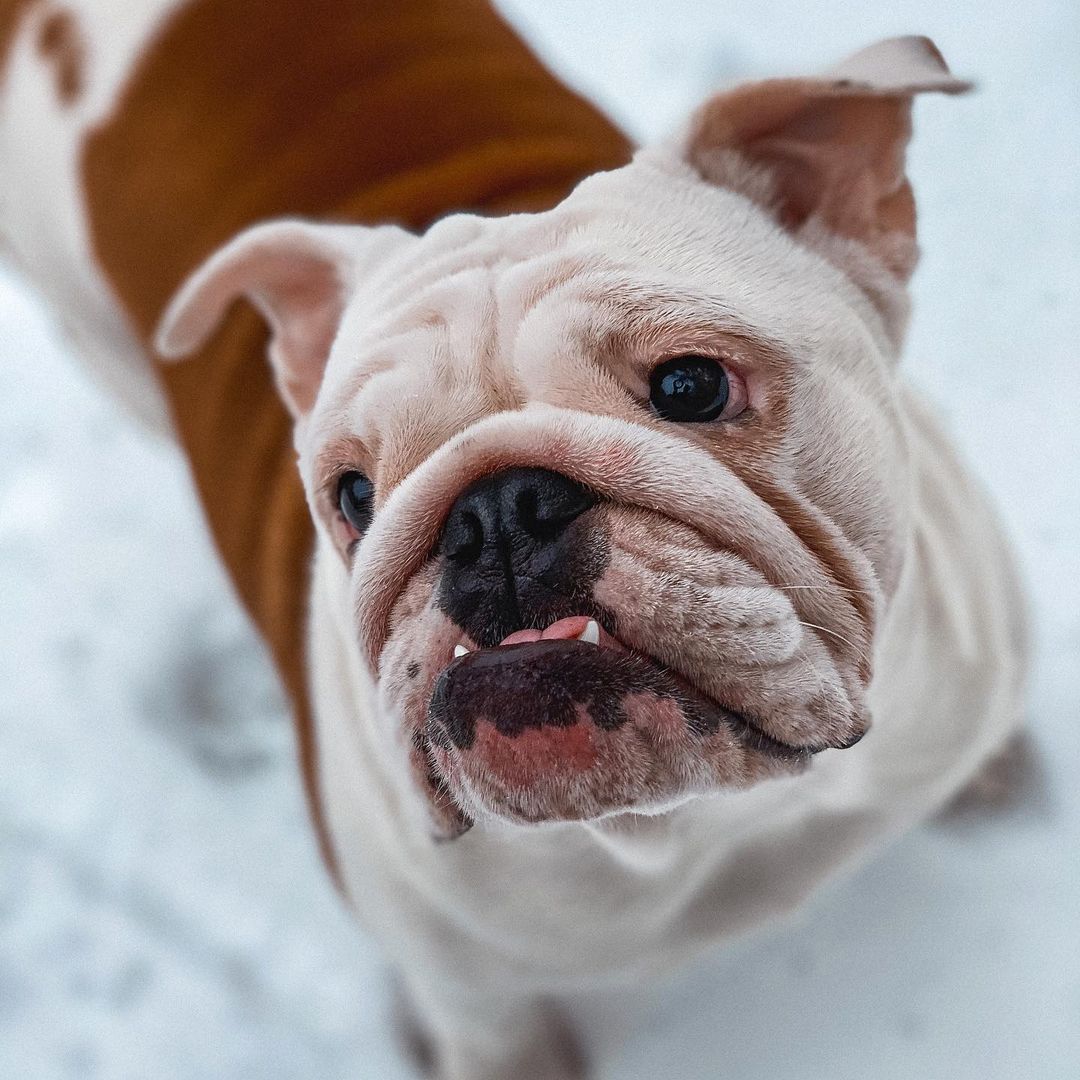 15 Cool Facts About English Bulldogs 10 15 Cool Facts About English Bulldogs 10