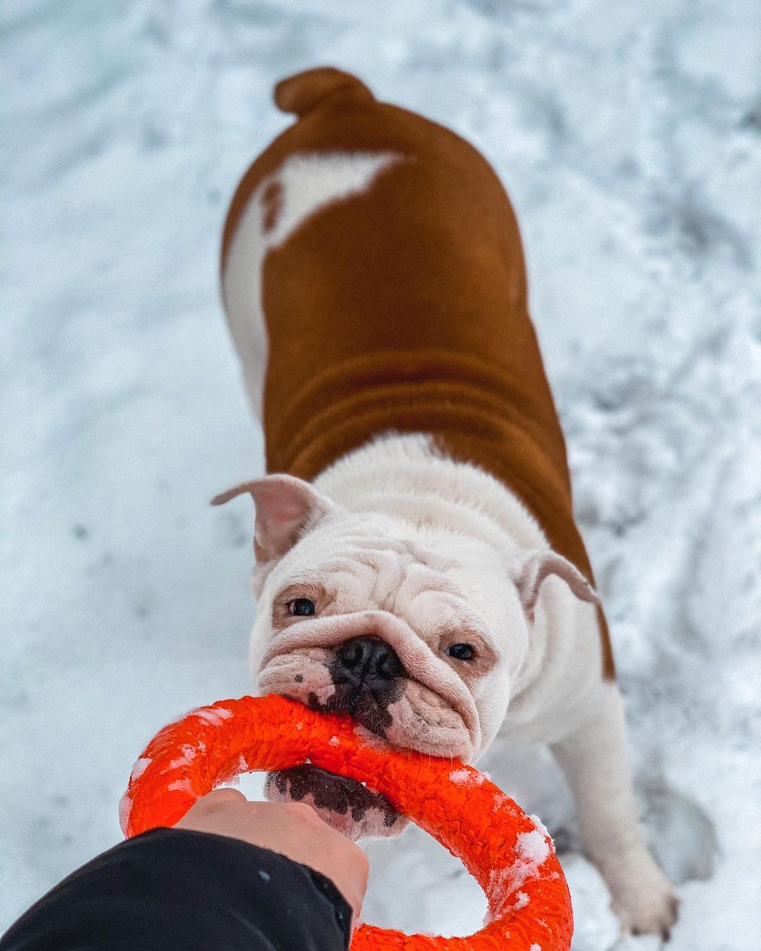 15 Cool Facts About English Bulldogs 11 15 Cool Facts About English Bulldogs 11