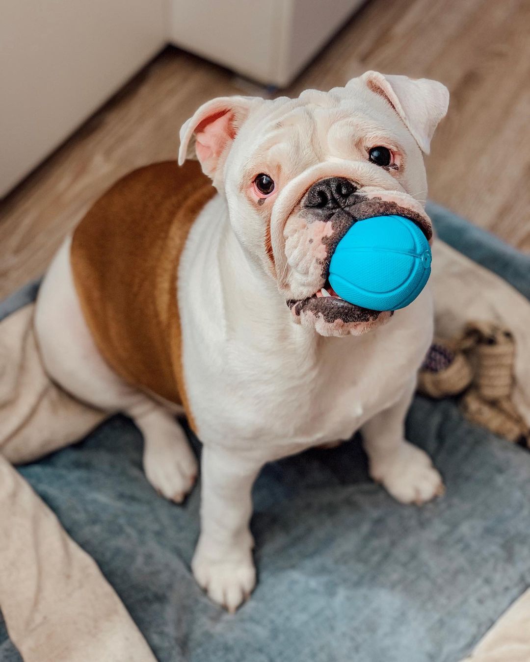 16 Interesting Facts About English Bulldogs 9