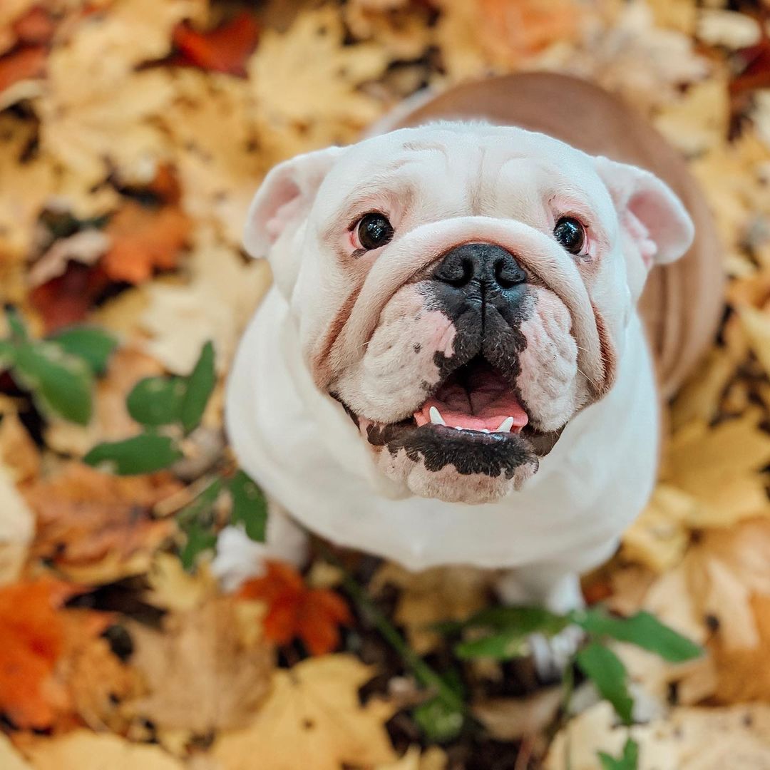 16 Interesting Facts About English Bulldogs 10