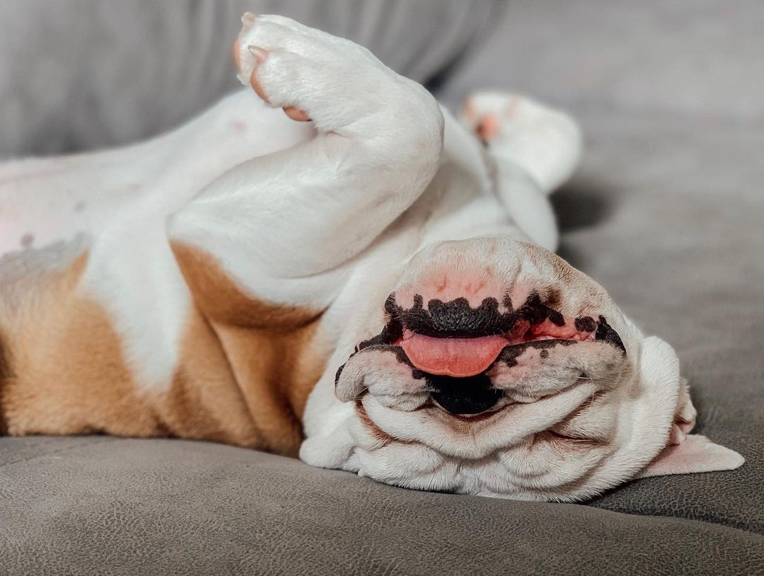 16 Interesting Facts About English Bulldogs 11