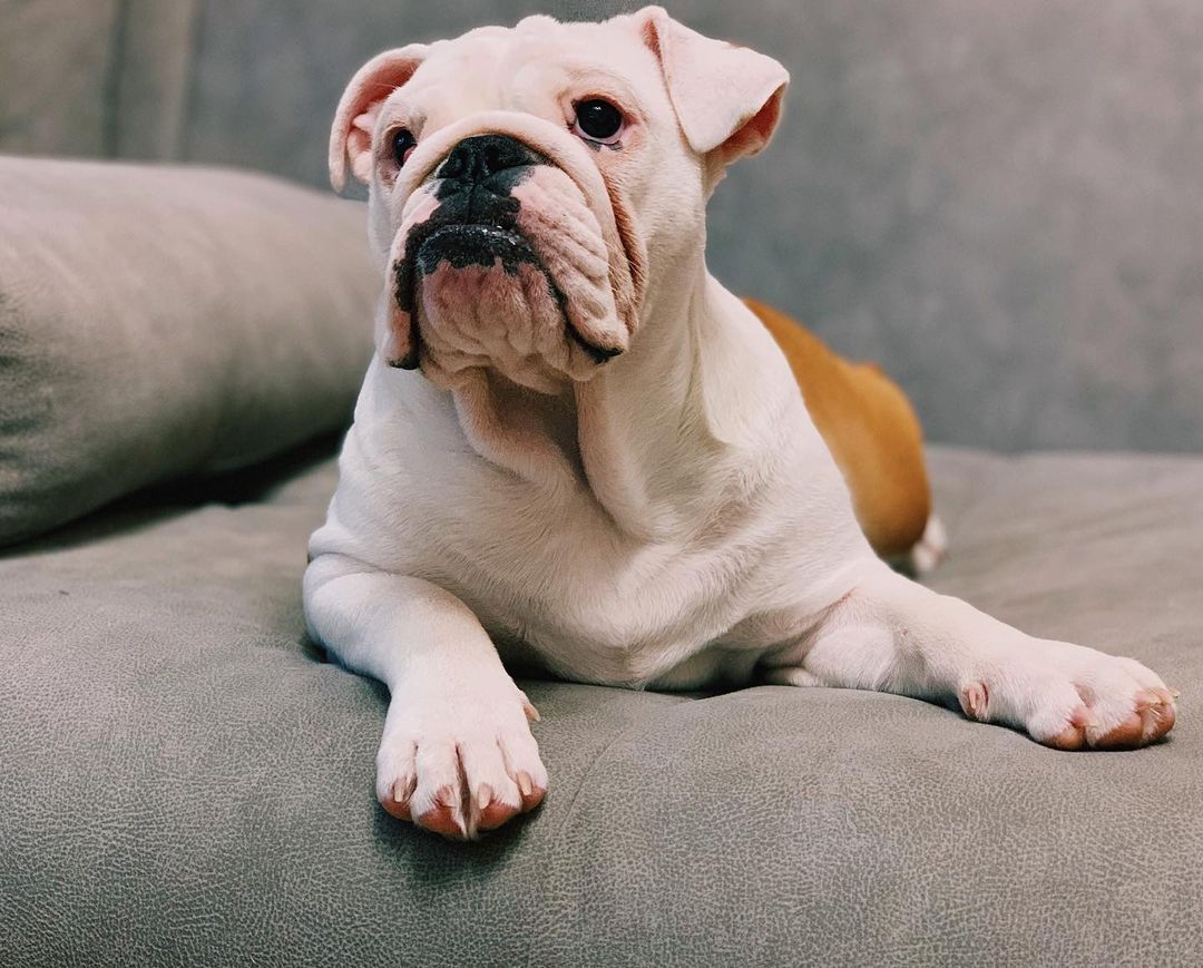 16 Interesting Facts About English Bulldogs 9