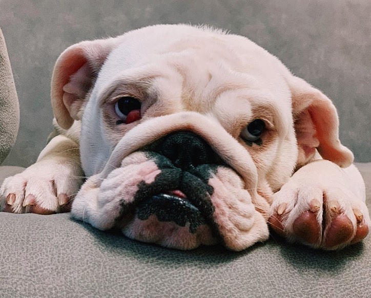 16 Interesting Facts About English Bulldogs 10