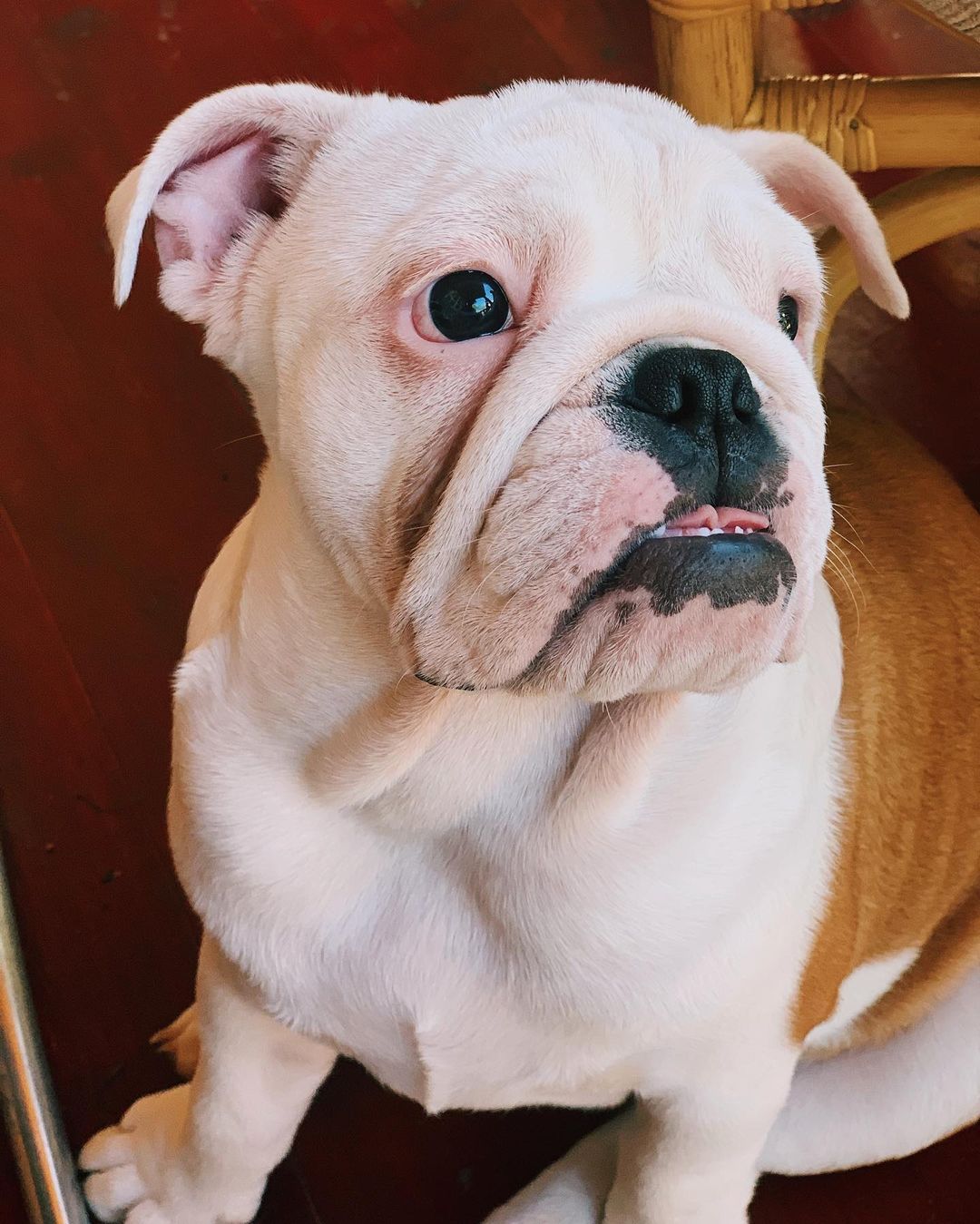 16 Interesting Facts About English Bulldogs 11