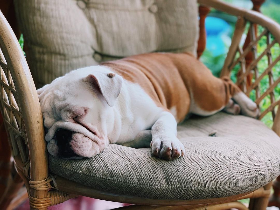 16 Interesting Facts About English Bulldogs 9