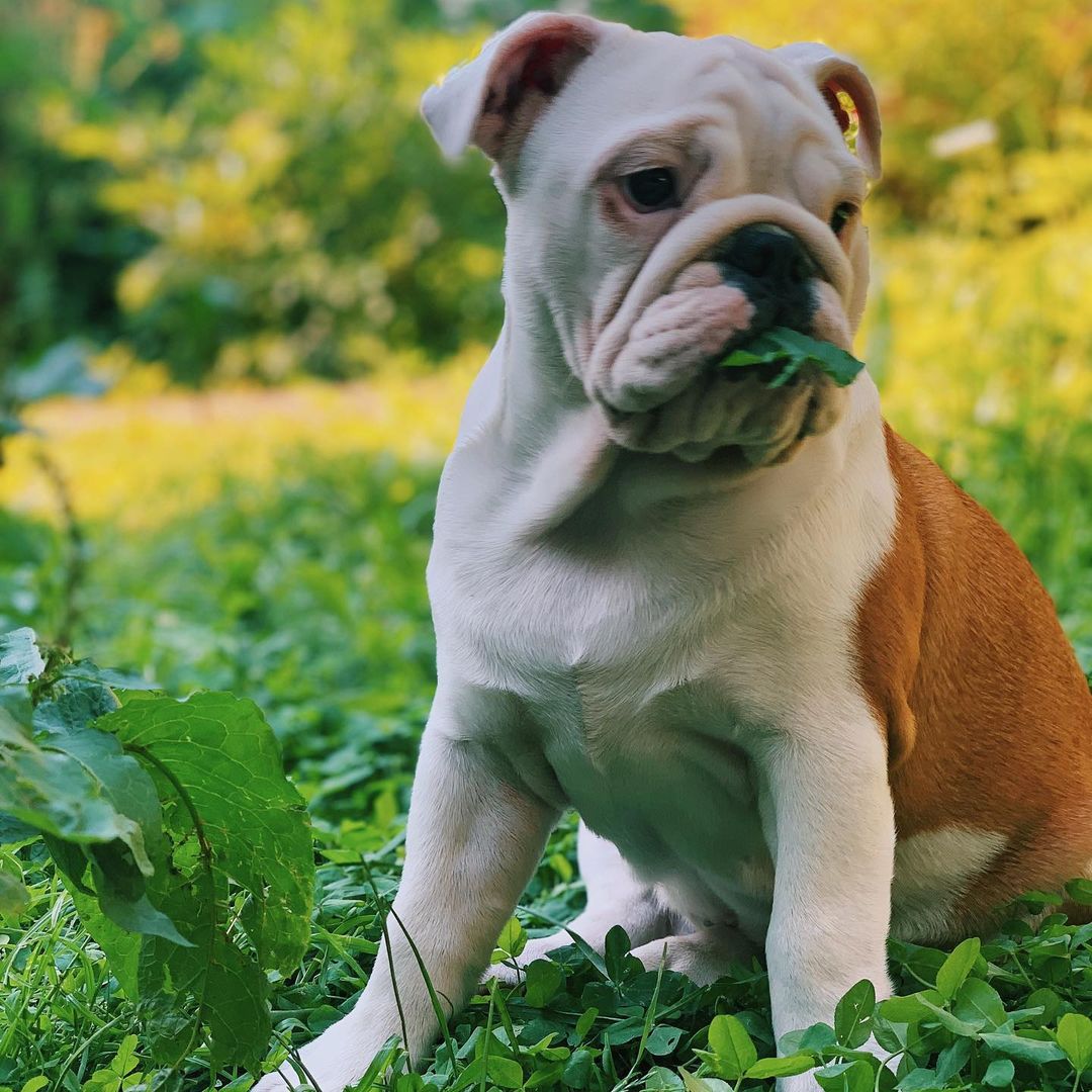 16 Interesting Facts About English Bulldogs 10