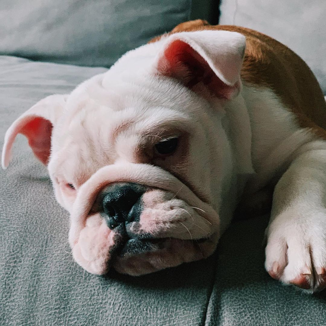 16 Interesting Facts About English Bulldogs 5 16 Interesting Facts About English Bulldogs 5