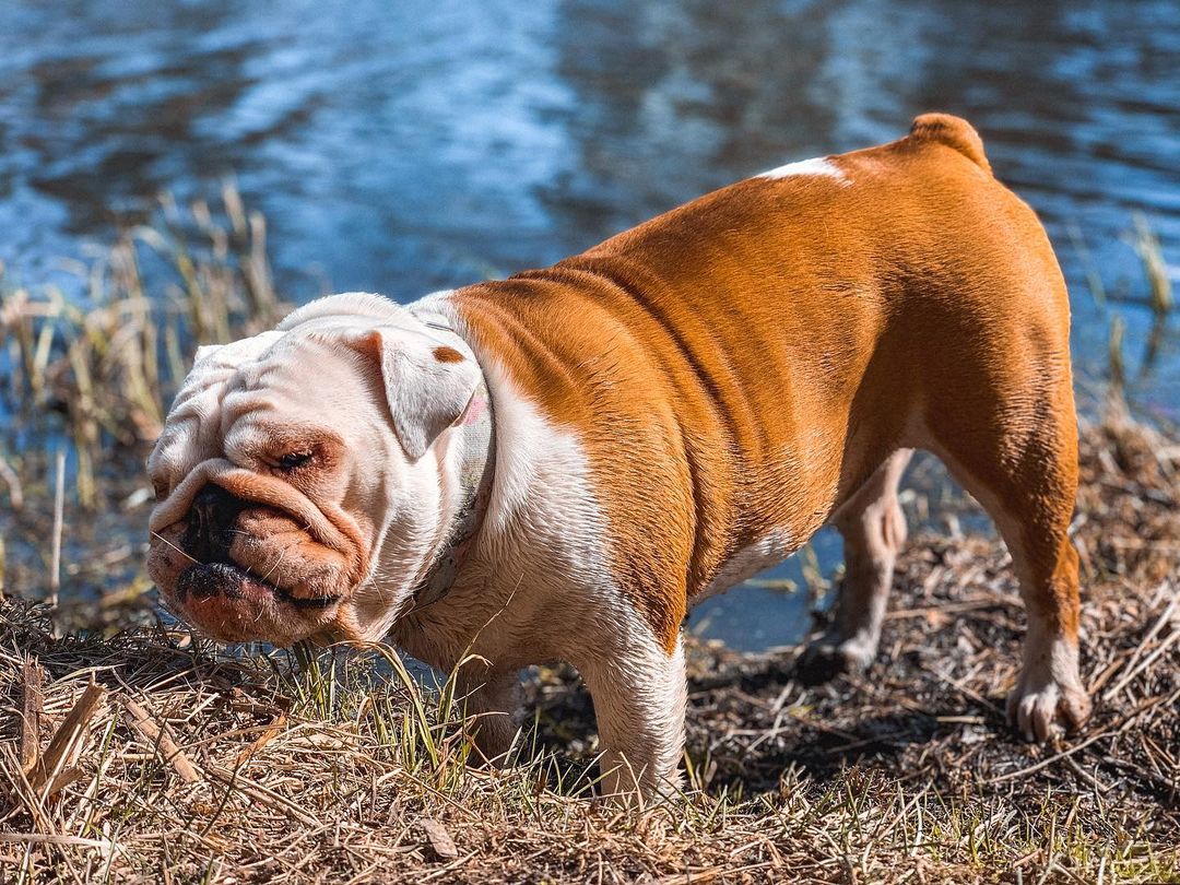 15 Amazing Facts About English Bulldogs You Probably Never Knew 10