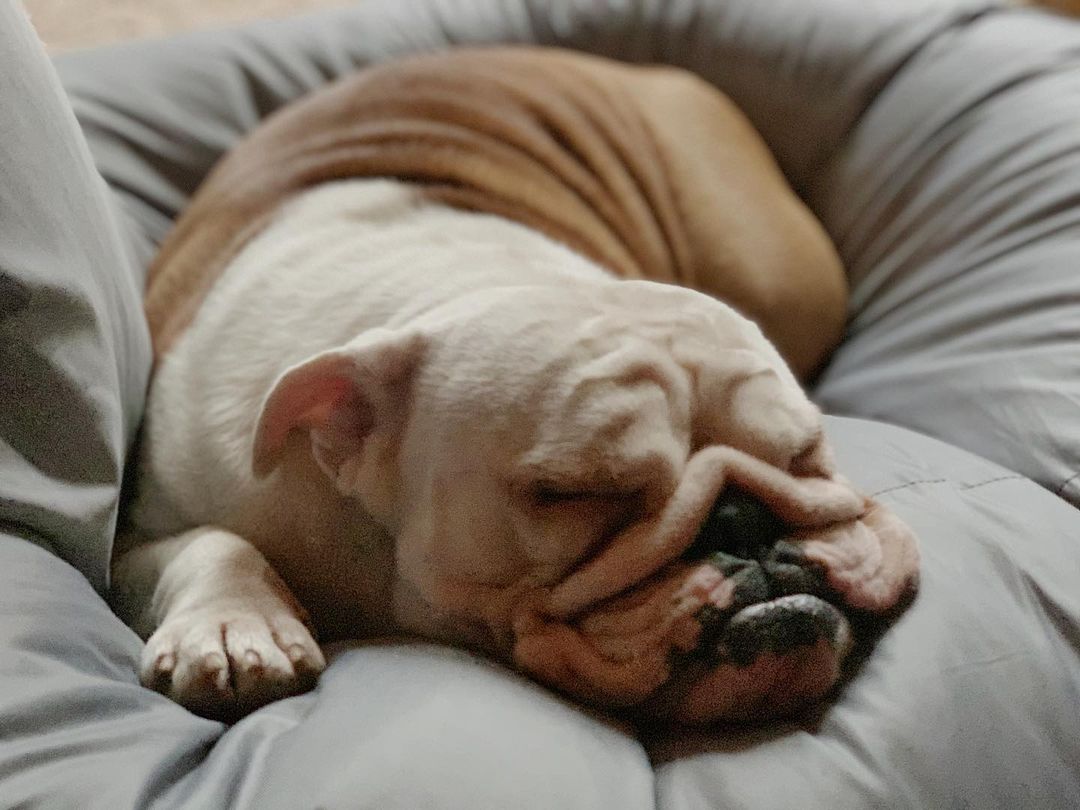15 Amazing Facts About English Bulldogs You Probably Never Knew 11