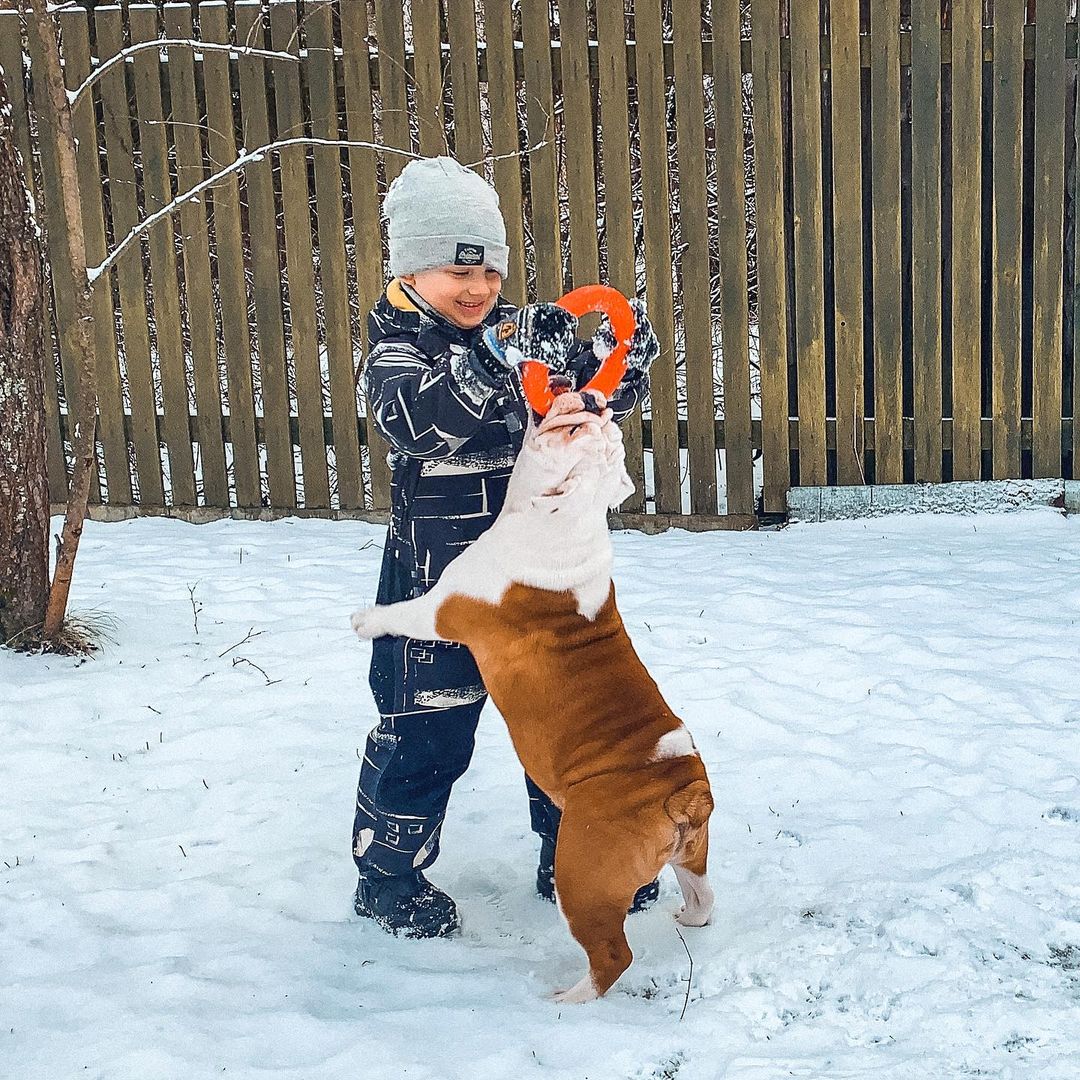 15 Amazing Facts About English Bulldogs You Probably Never Knew 10