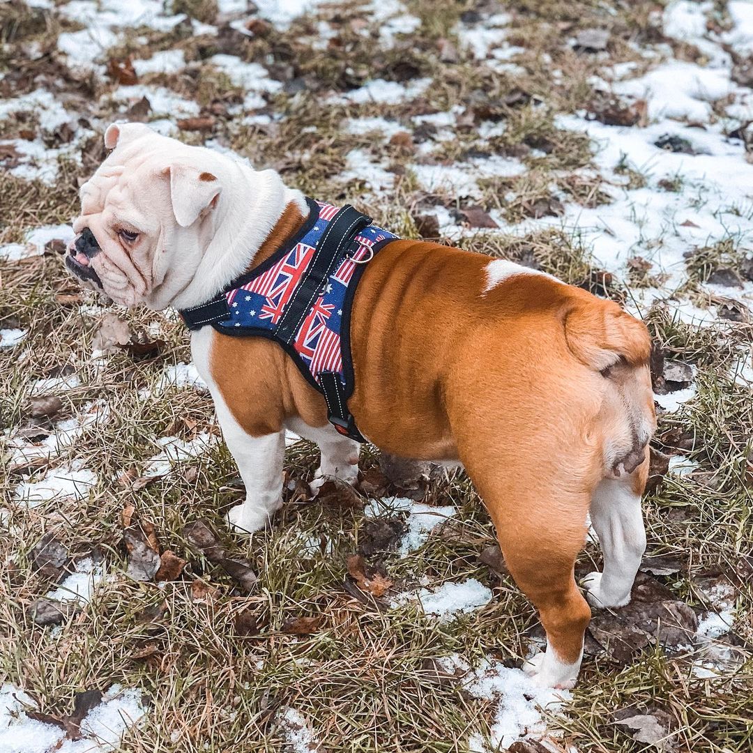 15 Amazing Facts About English Bulldogs You Probably Never Knew 11