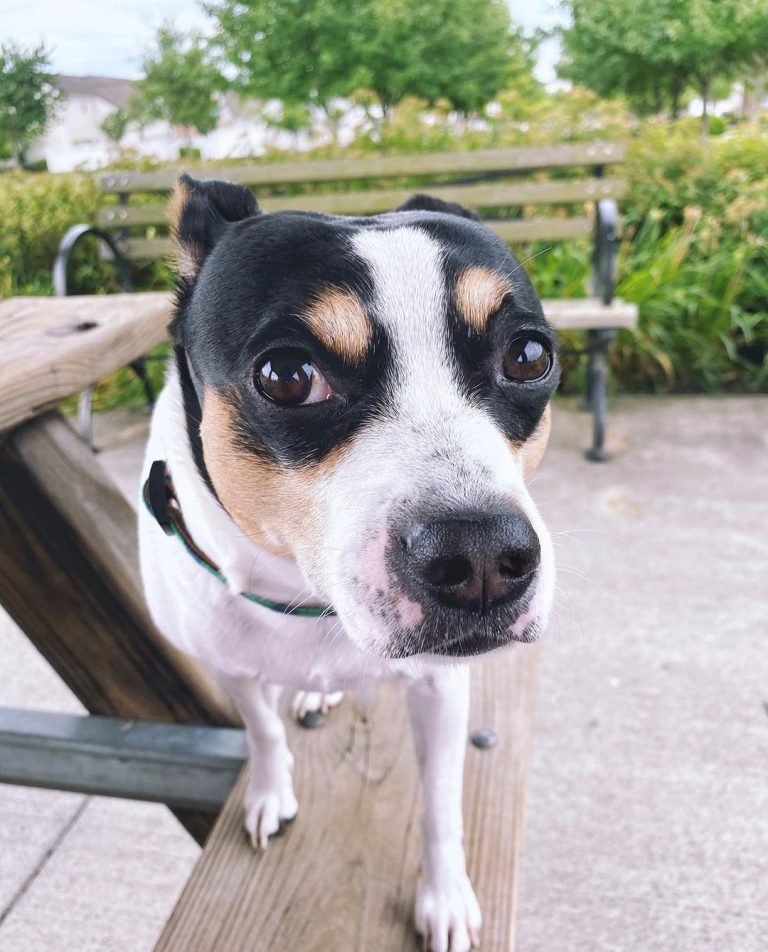 15 Amazing Facts About Rat Terriers You Probably Never Knew