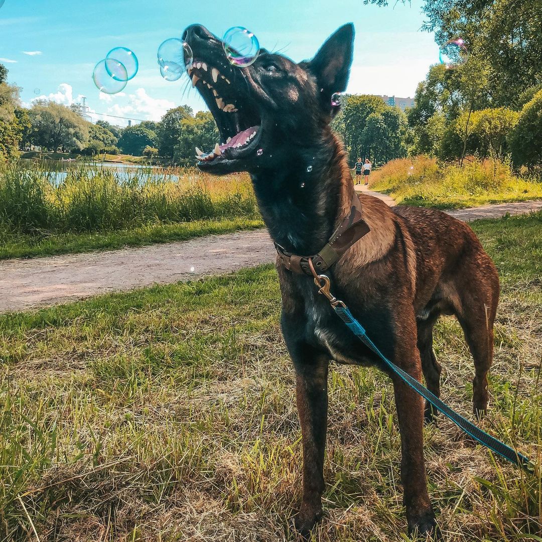 15 Amazing Facts About Belgian Malinois You Probably Never Knew 9