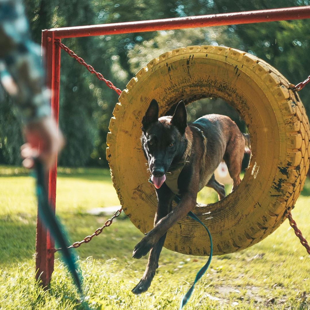 15 Amazing Facts About Belgian Malinois You Probably Never Knew 10