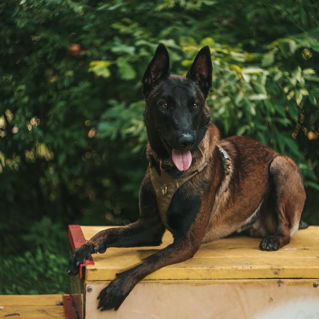 15 Amazing Facts About Belgian Malinois You Probably Never Knew 11