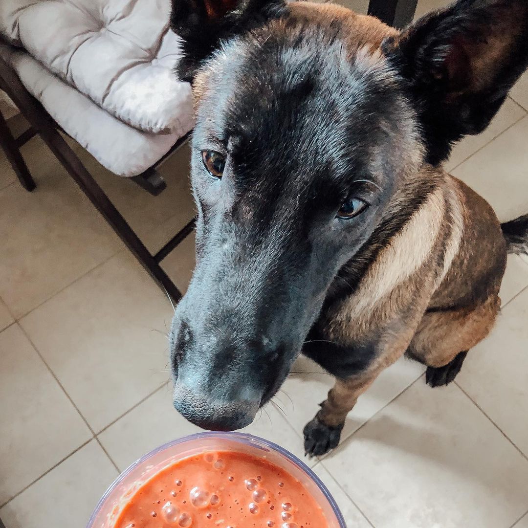 15 Amazing Facts About Belgian Malinois You Probably Never Knew 11