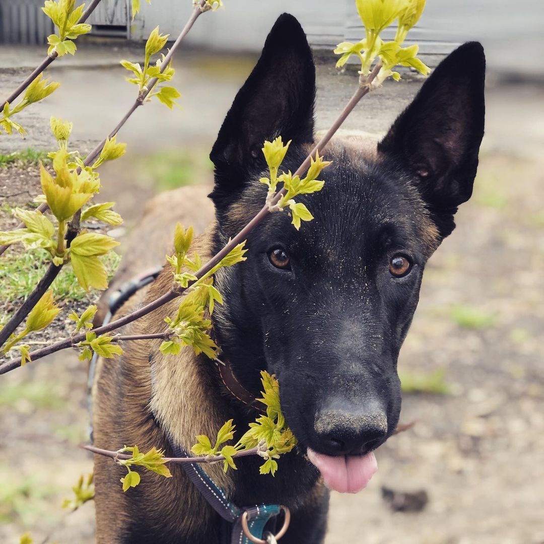 15 Interesting Facts About Belgian Malinoises 9