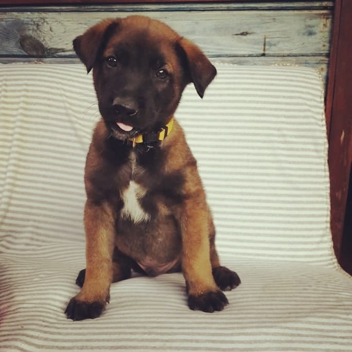 15 Interesting Facts About Belgian Malinoises 10