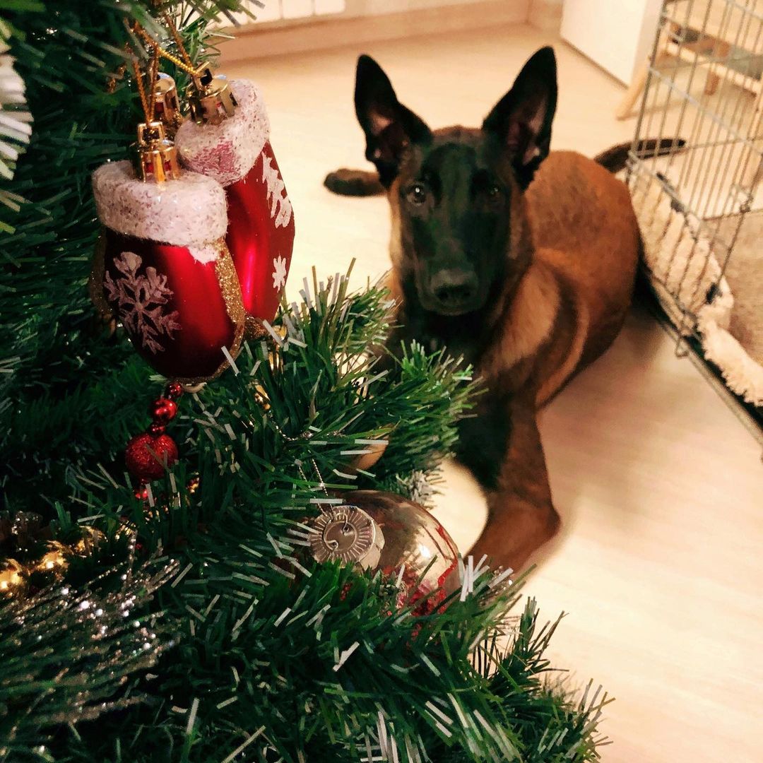 15 Interesting Facts About Belgian Malinoises 11