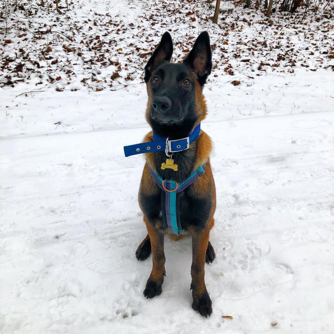 15 Interesting Facts About Belgian Malinoises 9