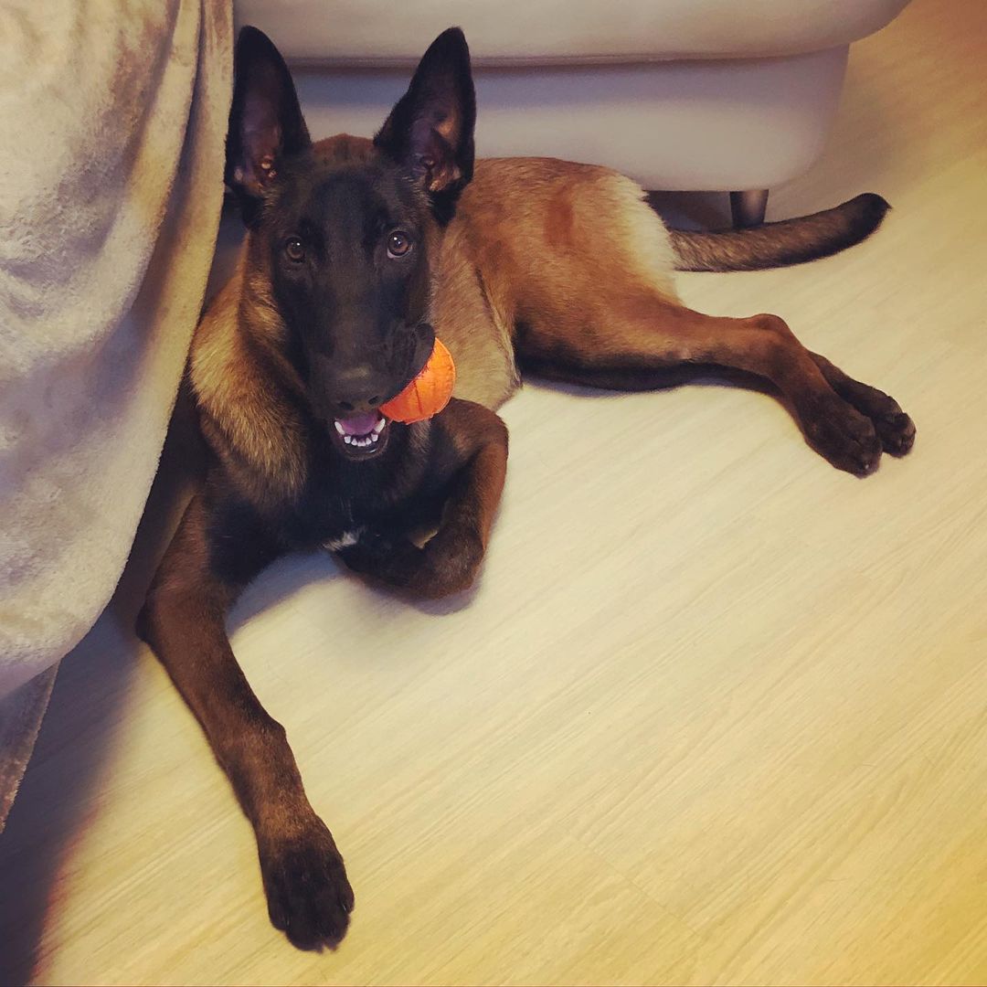 15 Interesting Facts About Belgian Malinoises 10