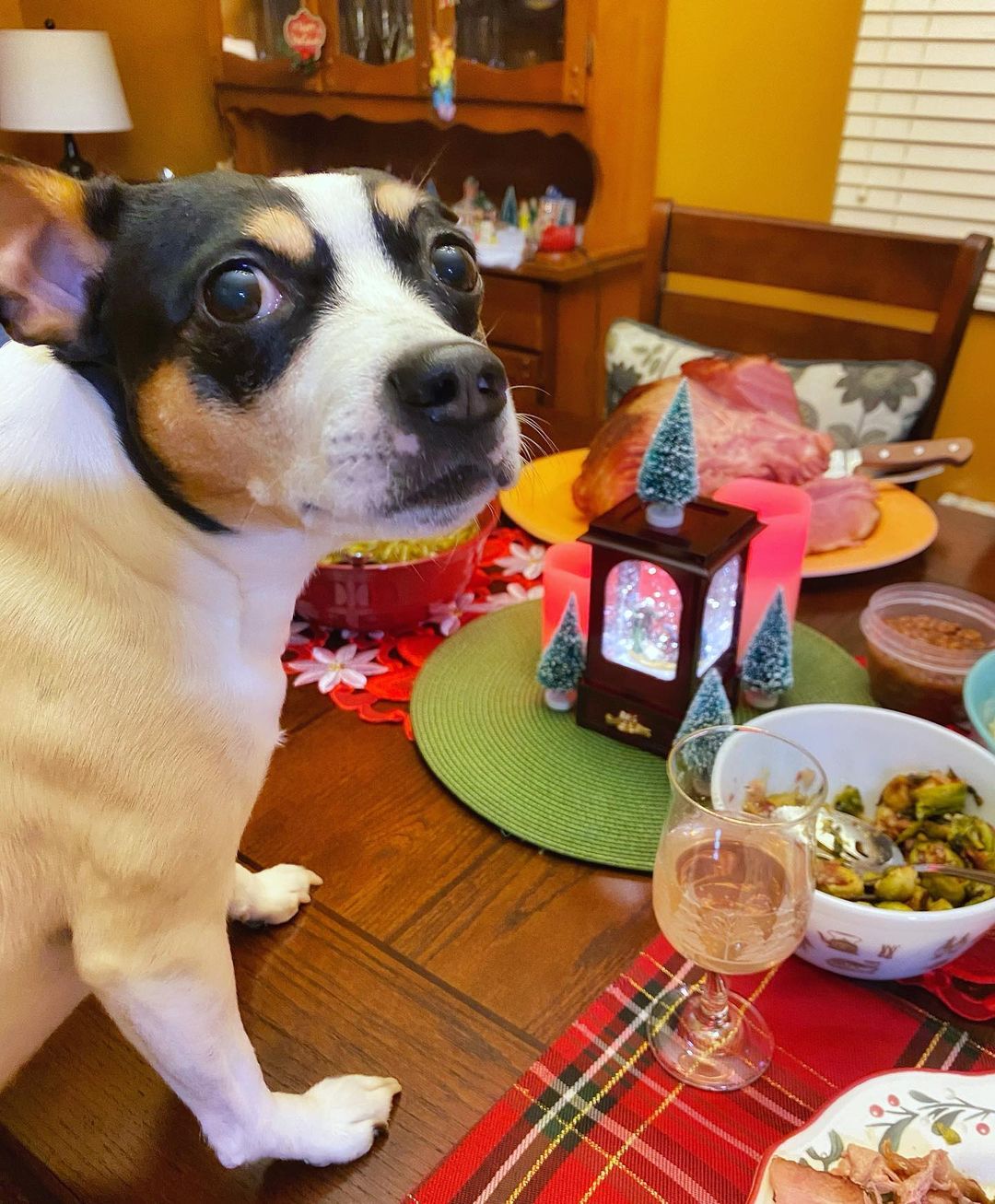 16 Interesting Facts About Rat Terriers 11