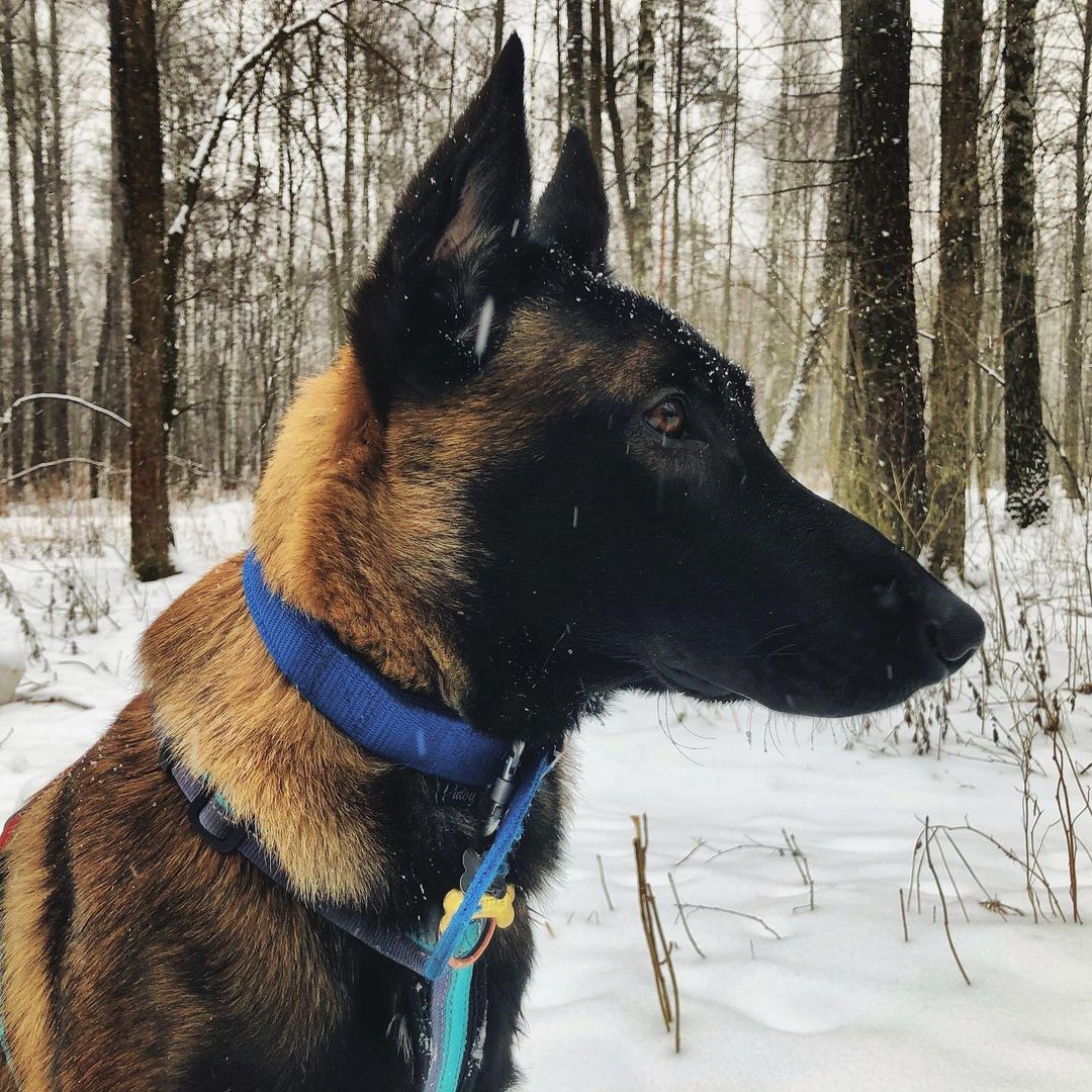 15 Interesting Facts About Belgian Malinoises 11