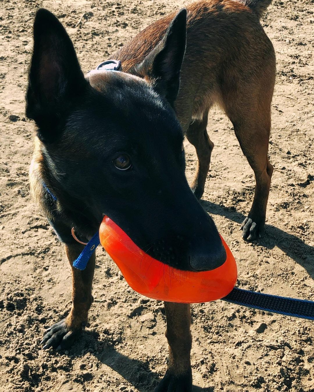 15 Interesting Facts About Belgian Malinoises 9